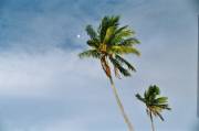 moorea_palmen Moorea S�dsee